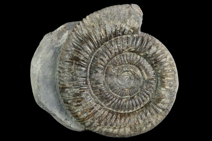 Ammonite (Dactylioceras) Fossil - England #127490